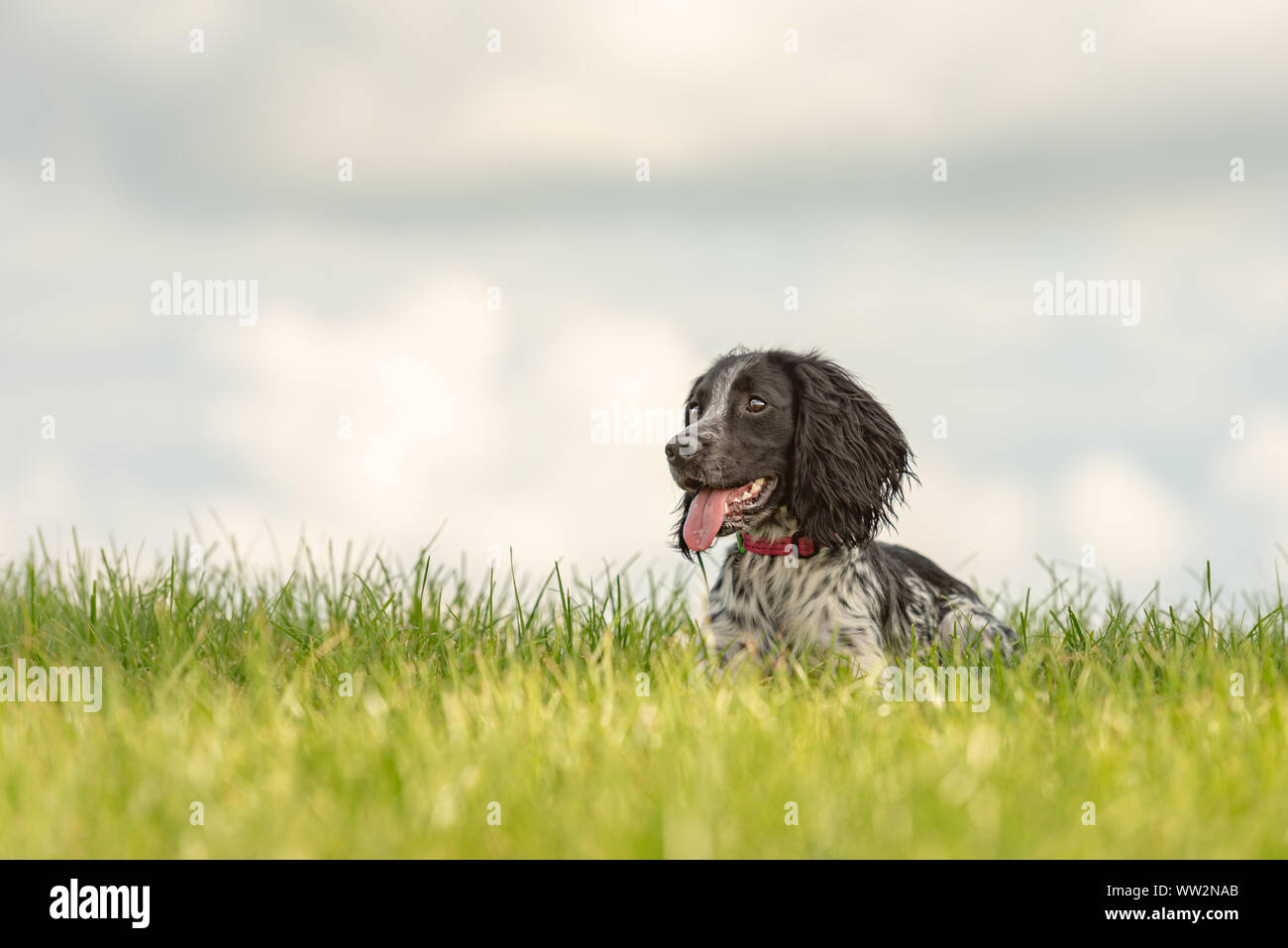 Junge stolz English Springer Spaniel hund liegt im Gras in eine grüne Wiese Stockfoto