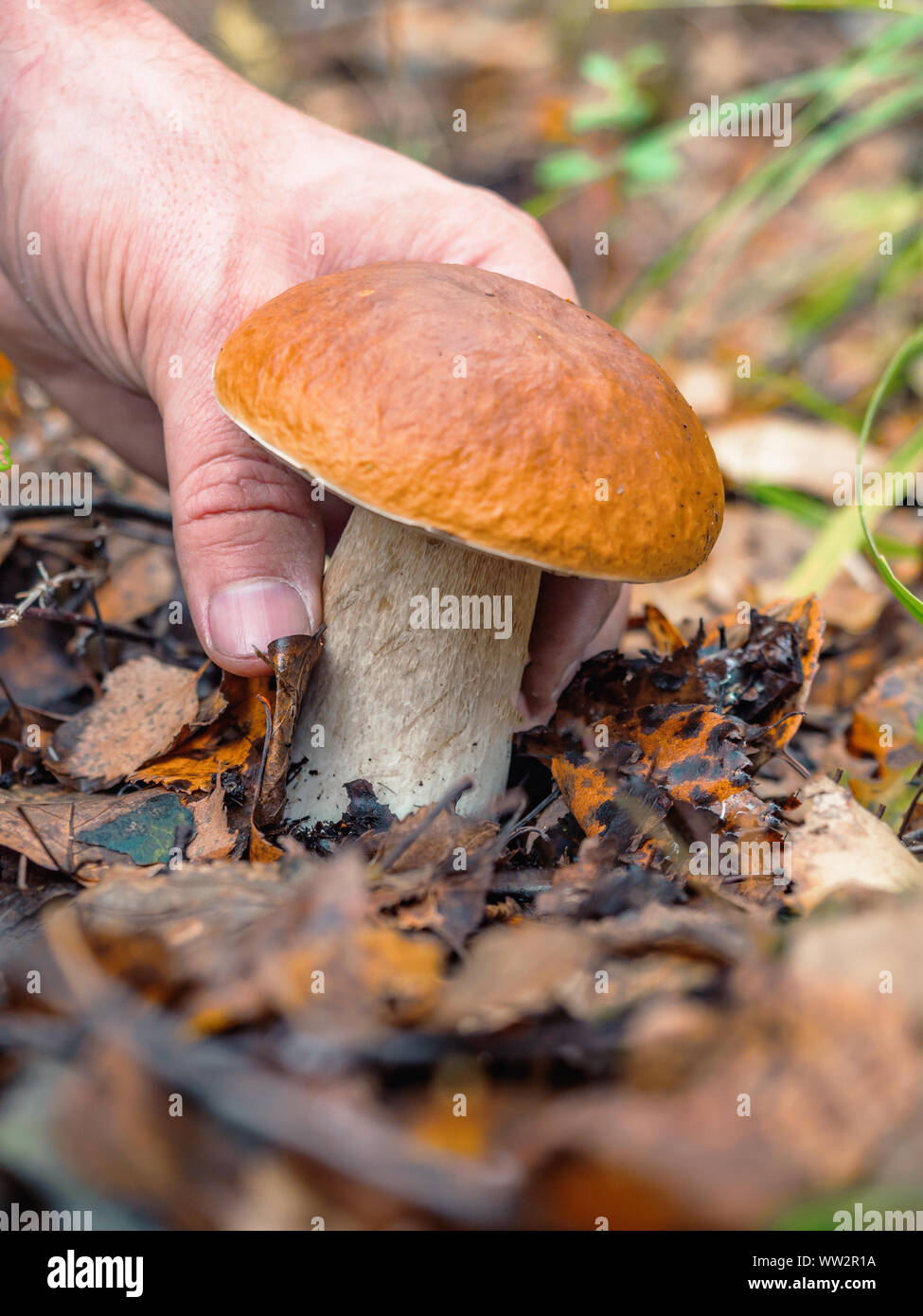 Menschliche Hand wählt einen weissen Pilz. Auf der Suche nach Pilzen im Wald. Männliche hand nehmen einen großen KEP-Pilz in einem Wald im Herbst. Waldpilz Stockfoto