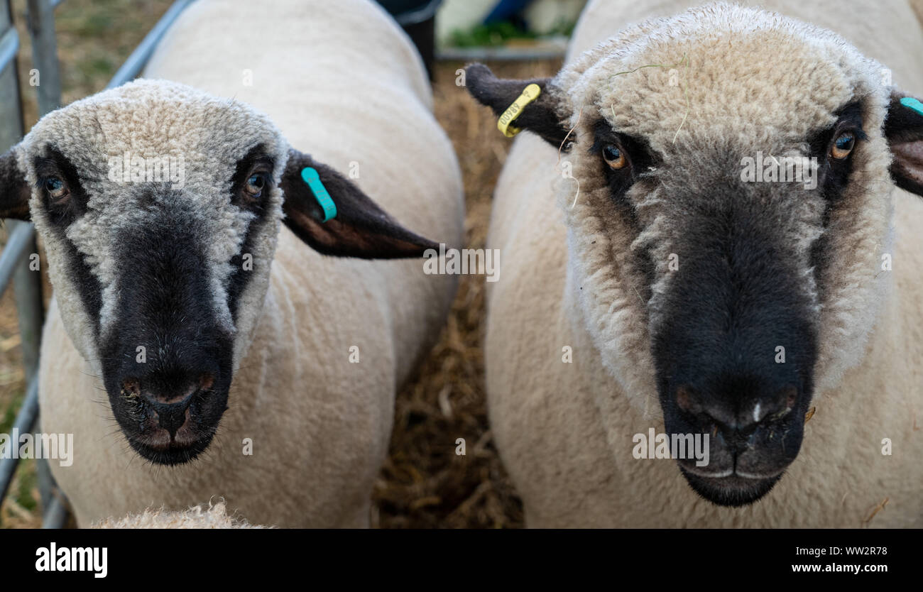 Nahaufnahme von zwei braune Leitung Fleisch Schafe in einem Stift an einer englischen Grafschaft zeigen Stockfoto