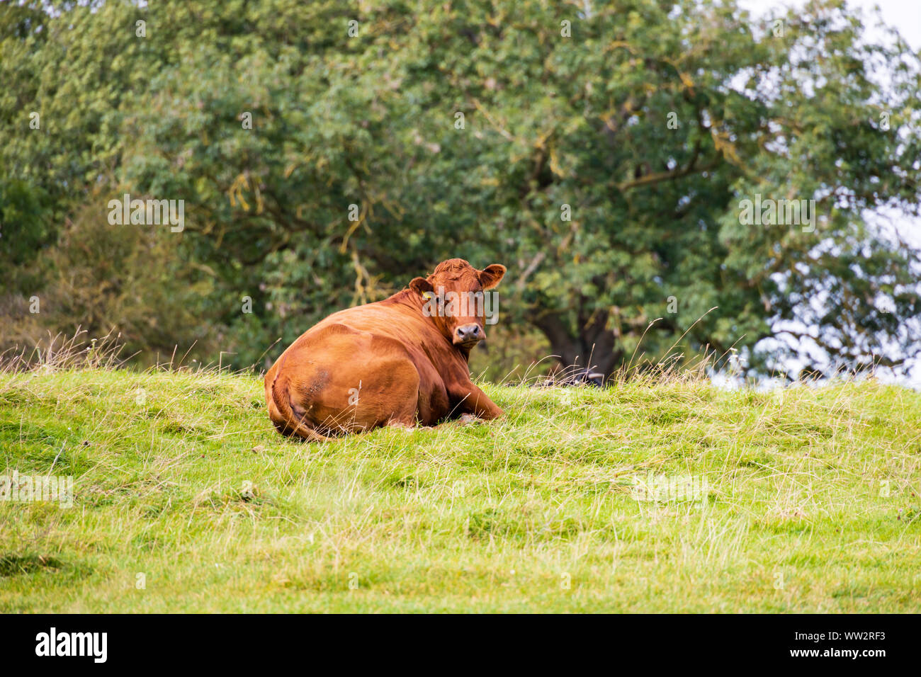 Kuh liegend auf der Wiese am Ufer des Flusses Trent, Gunthorpe, Nottinghamshire. Stockfoto