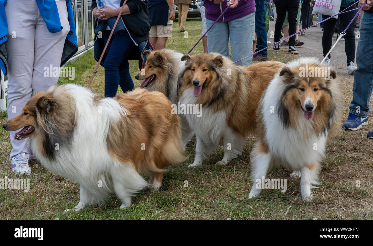 4 rauhe Langhaarigen collie Hunde an der Leine an einer englischen Grafschaft zeigen Stockfoto