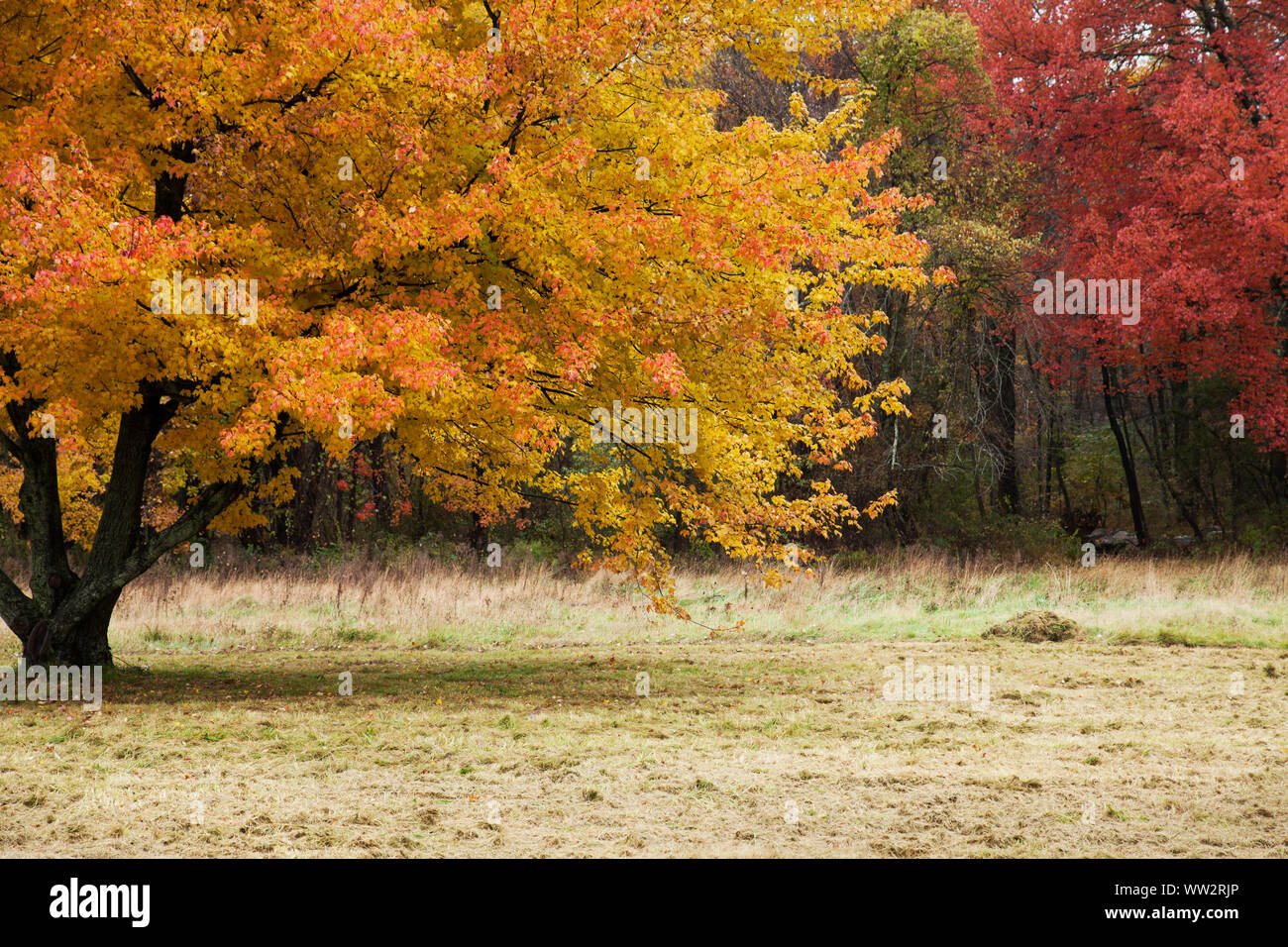 New England Verbreitung ahorn Baum im Herbst. Stockfoto
