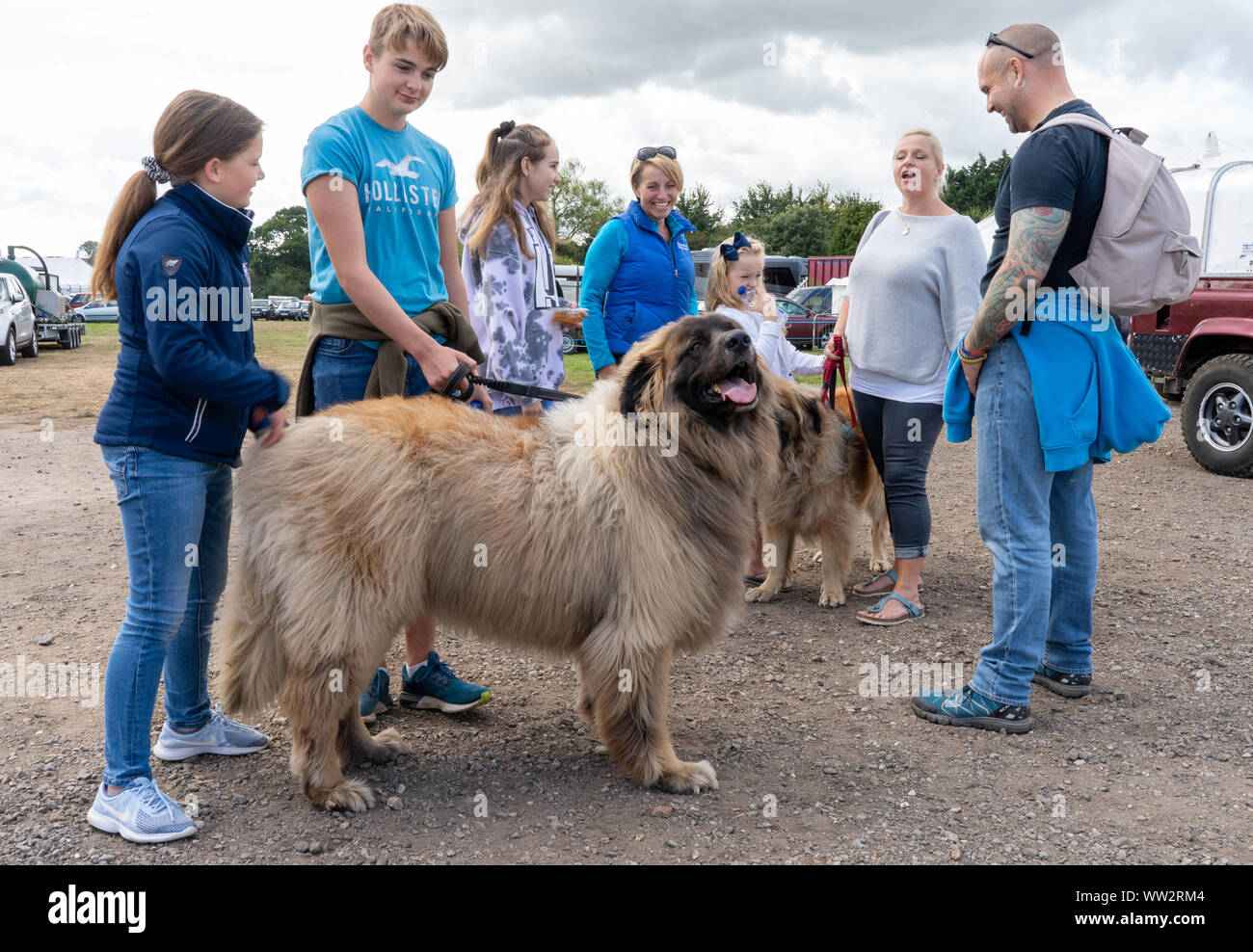 Familie und Freunde treffen mit ihren Leonberger Berg Hunde an einer englischen Grafschaft zeigen Stockfoto
