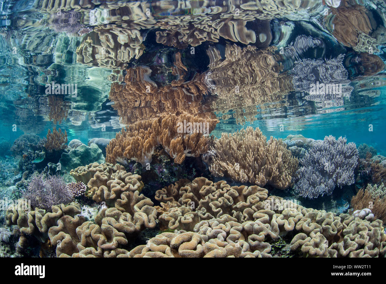 Gesunde Korallen gedeihen auf ein flaches Riff inmitten der abgelegenen Inseln von Raja Ampat, Indonesien. Dieser äquatoriale Region ist das Herz der biologischen Vielfalt der Meere. Stockfoto