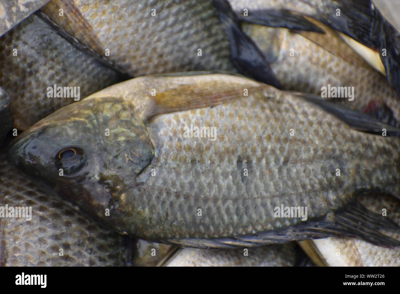 Mosambik tilapia oder Tilapia-fisch auf die Tür Stockfoto