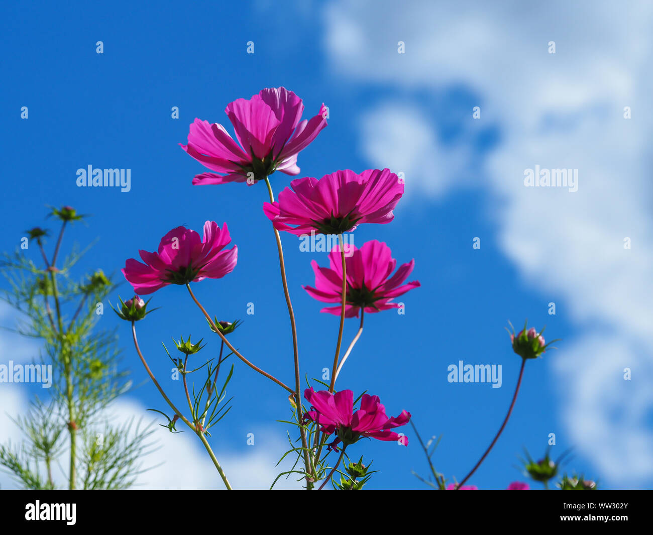 Tall pink Cosmos Blumen bis hin zu einem blauen Himmel im Sommergarten Stockfoto