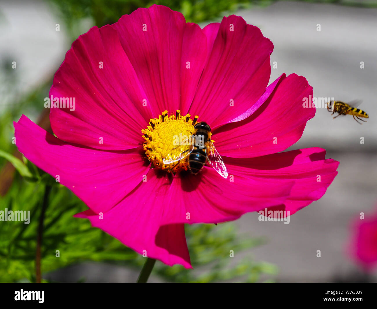 Rosa Kosmos Blume mit einem Besuch Honig Biene und einen eingehenden Hoverfly Stockfoto