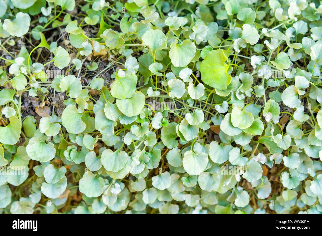 Euonymus undulata Emerald Gaiety bunt grün und weiß Laub strauch Blätter natürlichen Hintergrund Stockfoto