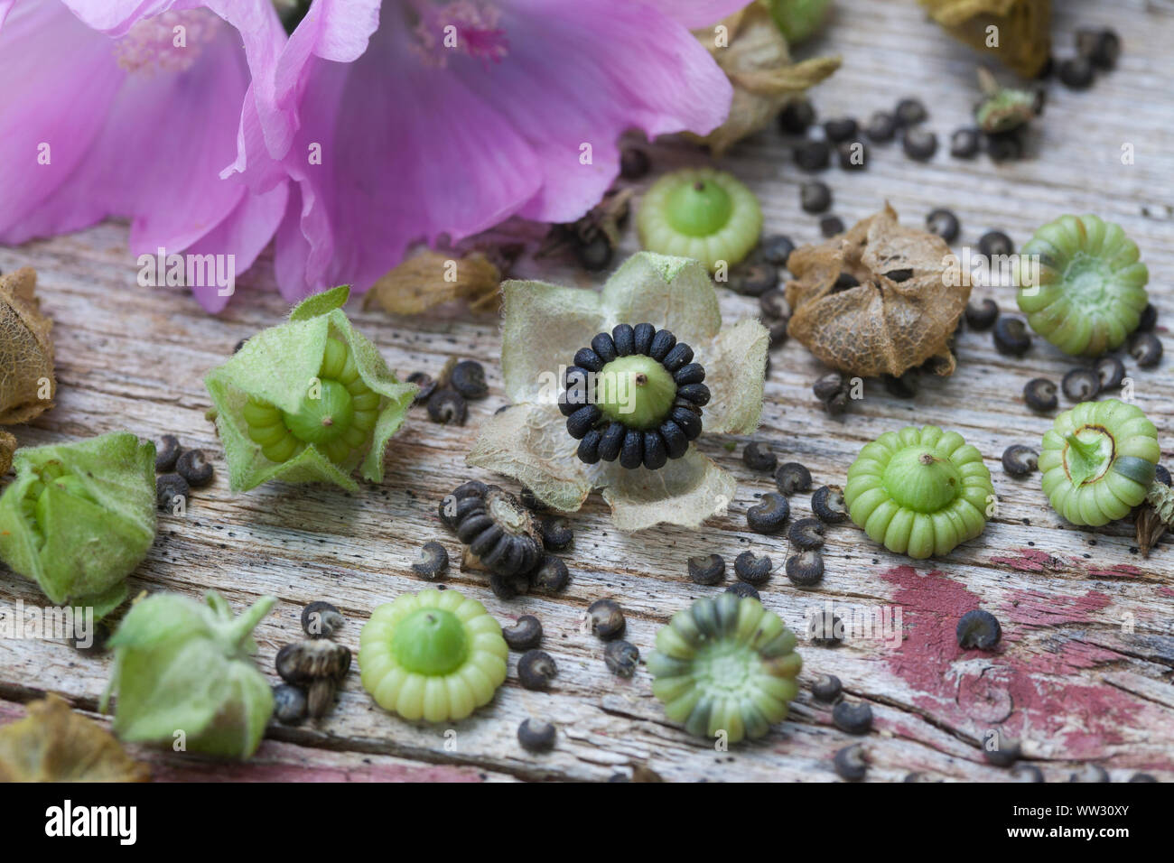 Malven-Samen, Malvensamen, Samen, Saat, Kräuterernte, Malve, Rosen-Malve, Rosenmalve, Spitzblättrige Malve, Sigmarskraut, Siegmarswurz, Malva alcea, g Stockfoto