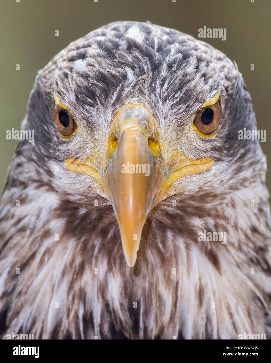 Weißkopf-Seeadler Juvenile Stockfoto