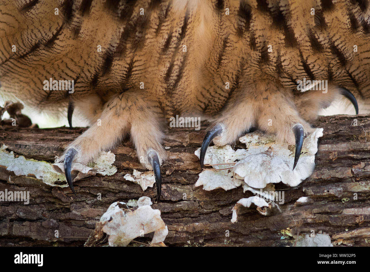 Eurasische Adler-Eule Stockfoto