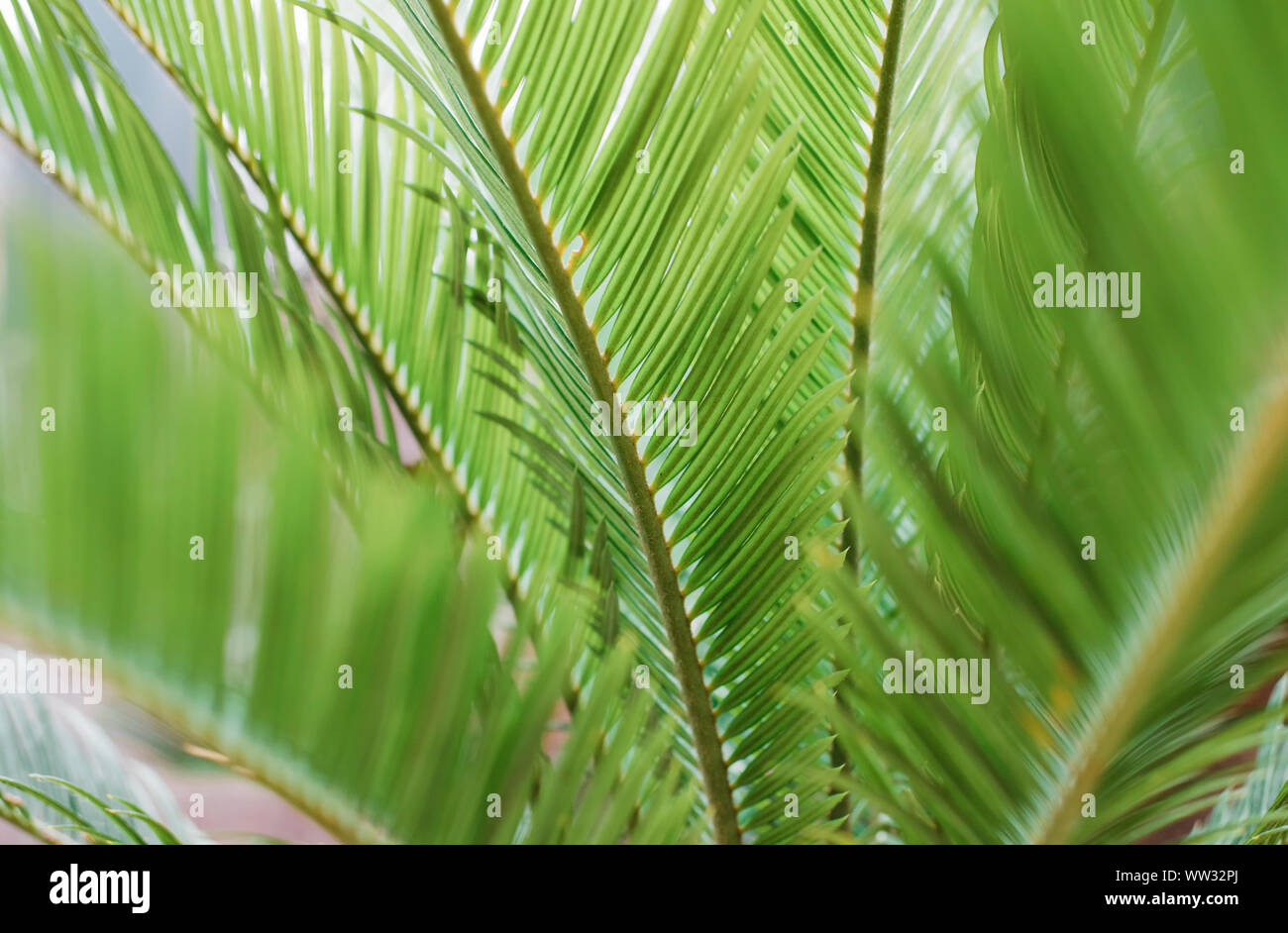 Nahaufnahme der hellgrünen Blätter Stockfoto