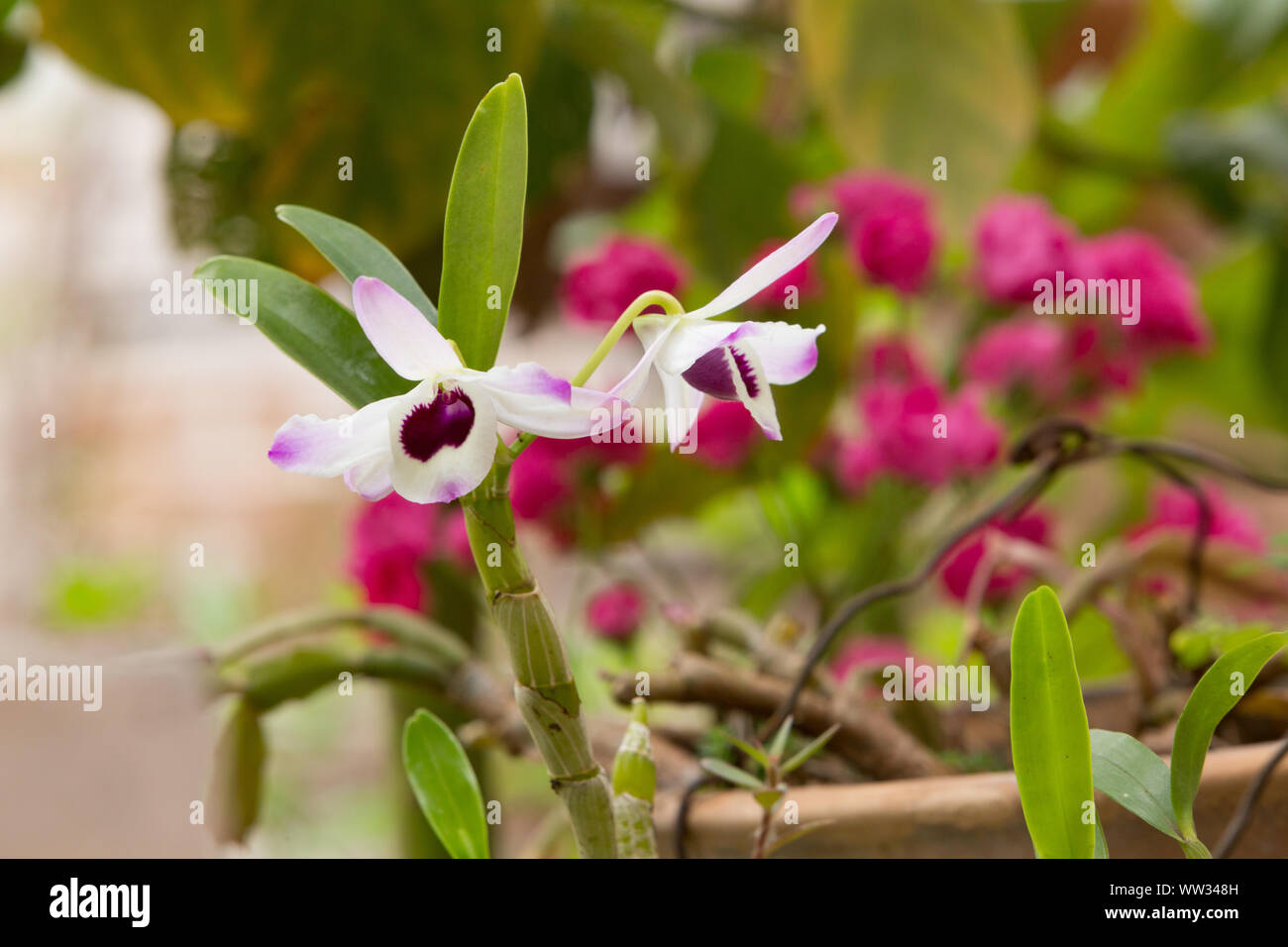 Edle Dendrobium nobile Dendrobium (Hybrid), Portugiesisch: Dendrobio, Olho de boneca. Orchid Flower, bunte Blüten am Ende des Winters, Paraguay Stockfoto
