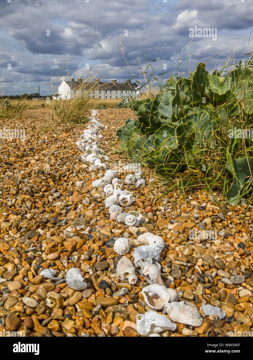 Weiße Muschel am Kiesstrand von zwei Krebsüberlebende vor mehr als einem Jahrzehnt erstellt Stockfoto