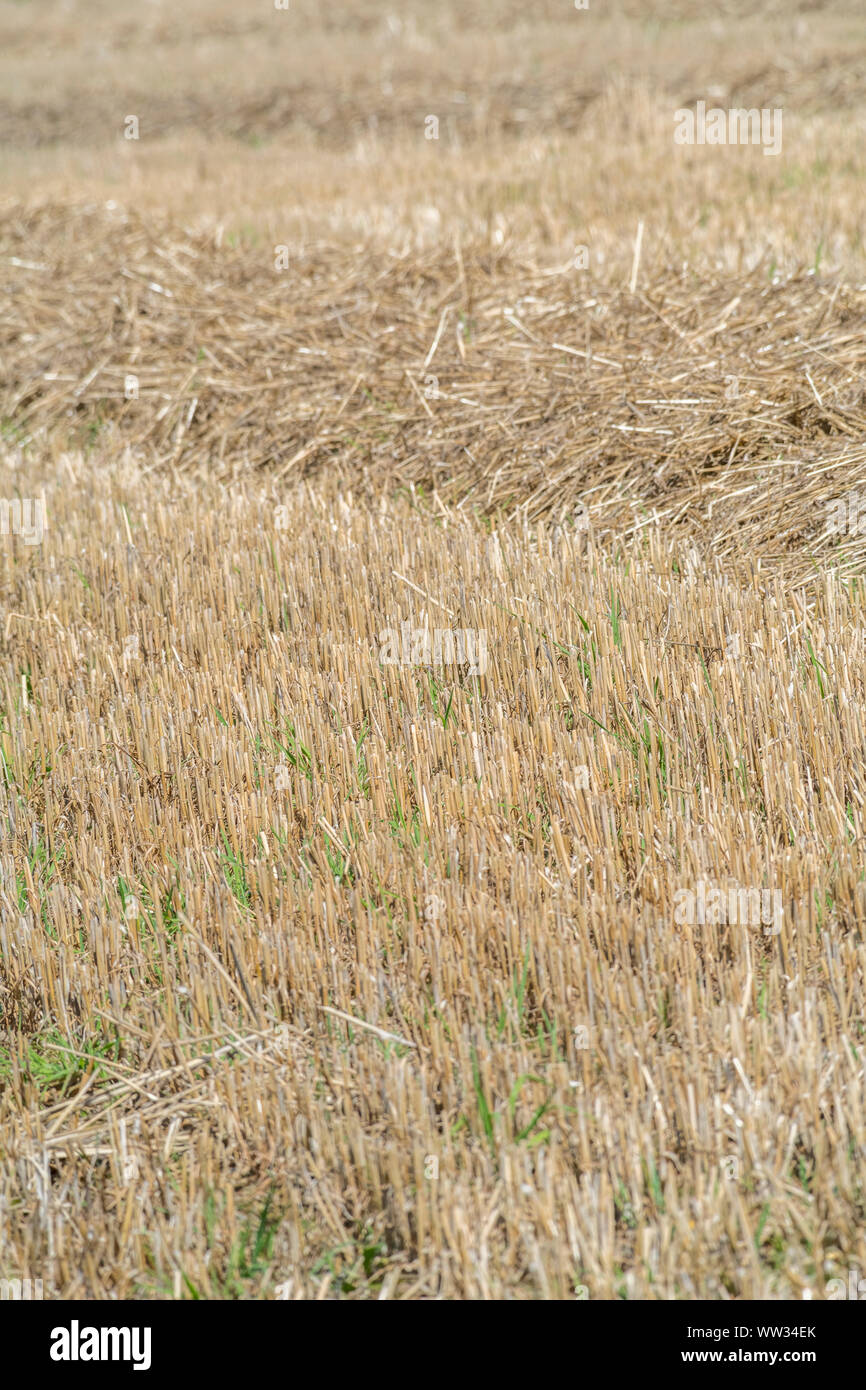 Herbst stoppeln Feld nach der geernteten Getreide (Hafer Stroh hier). Metapher Ernährungssicherheit/Anbau von Nahrungsmitteln, die britische Landwirtschaft, landwirtschaftliche Zyklus. Stockfoto