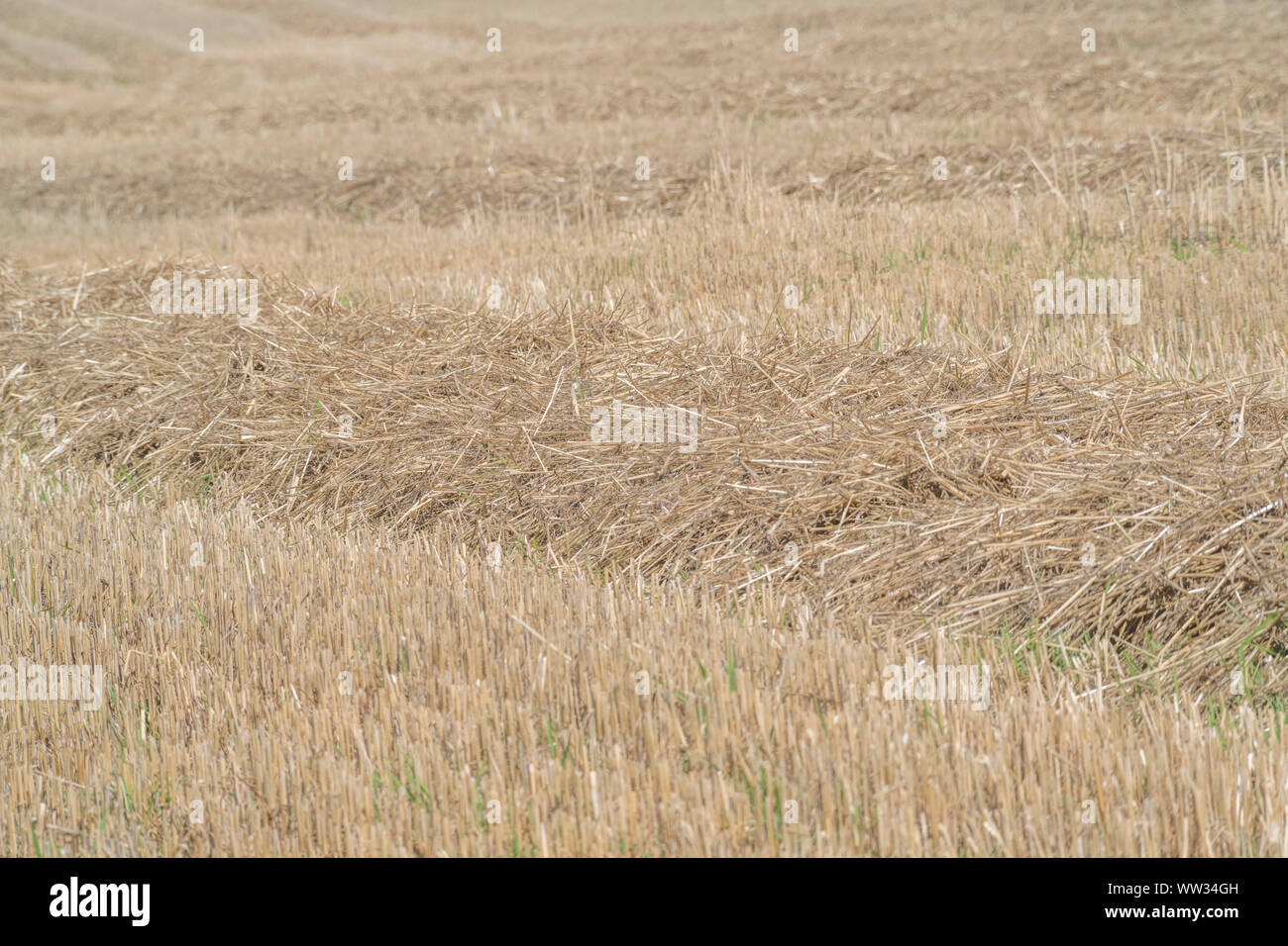 Herbst stoppeln Feld nach der geernteten Getreide (Hafer Stroh hier). Metapher Ernährungssicherheit/Anbau von Nahrungsmitteln, die britische Landwirtschaft, landwirtschaftliche Zyklus. Stockfoto