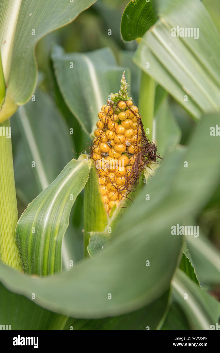 Mais / Zuckermais / Zea mays wächst in Cornwall Feld für Tierfutter. Weibliche Blütenteile entwickeln sich zu Zuckermais-Kob. Mais auf dem Cob-Konzept. Stockfoto