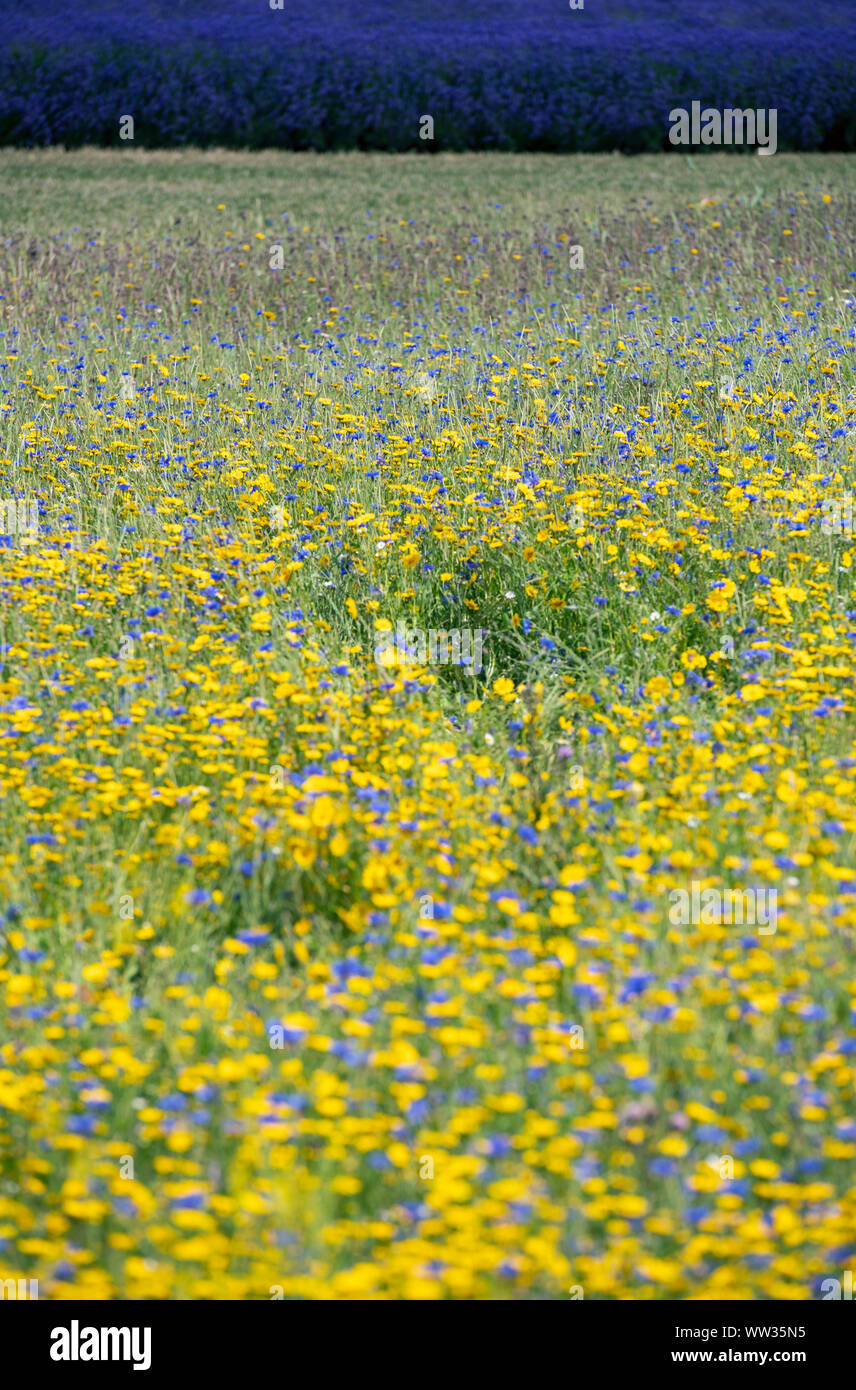 Bereich der wilden Blumen in England, Großbritannien Stockfoto