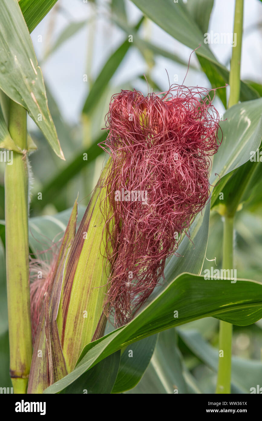 Mais / Sweetcorn / Zea mays wächst in Cornwall Feld. Weibliche BlütenQuasten, die die Zuckermais Cob werden. Anbau von Zuckermais als Tierfutter. Stockfoto