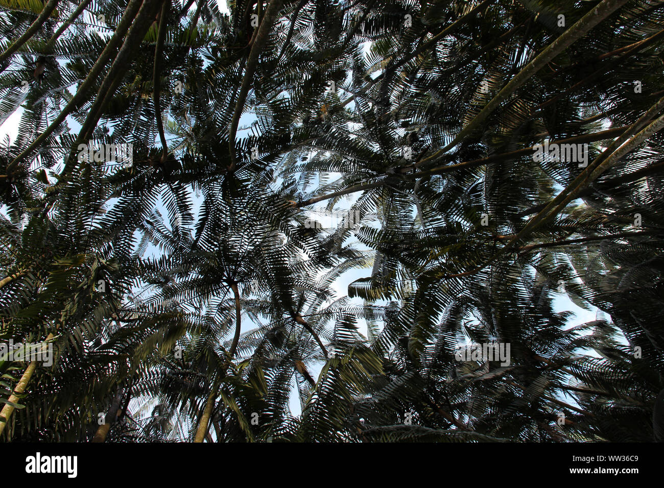 Palmen im Singapur Botanischen Gärten in Singapur Stockfoto