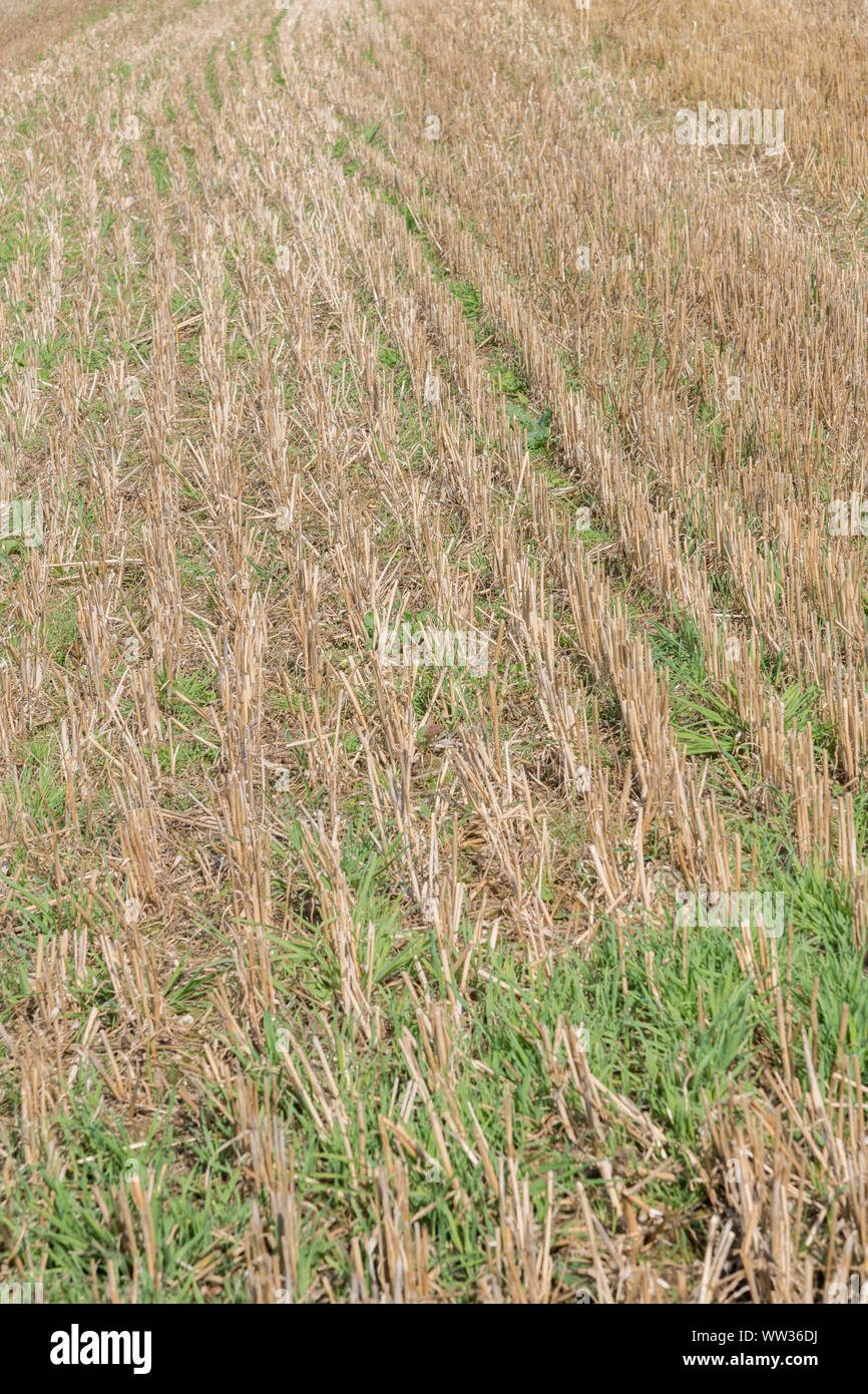 Herbst stoppeln Feld nach der geernteten Getreide (Hafer Stroh hier). Metapher Ernährungssicherheit/Anbau von Nahrungsmitteln, die britische Landwirtschaft, landwirtschaftliche Zyklus. Stockfoto