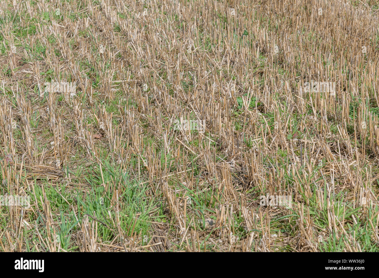 Herbst stoppeln Feld nach der geernteten Getreide (Hafer Stroh hier). Metapher Ernährungssicherheit/Anbau von Nahrungsmitteln, die britische Landwirtschaft, landwirtschaftliche Zyklus. Stockfoto