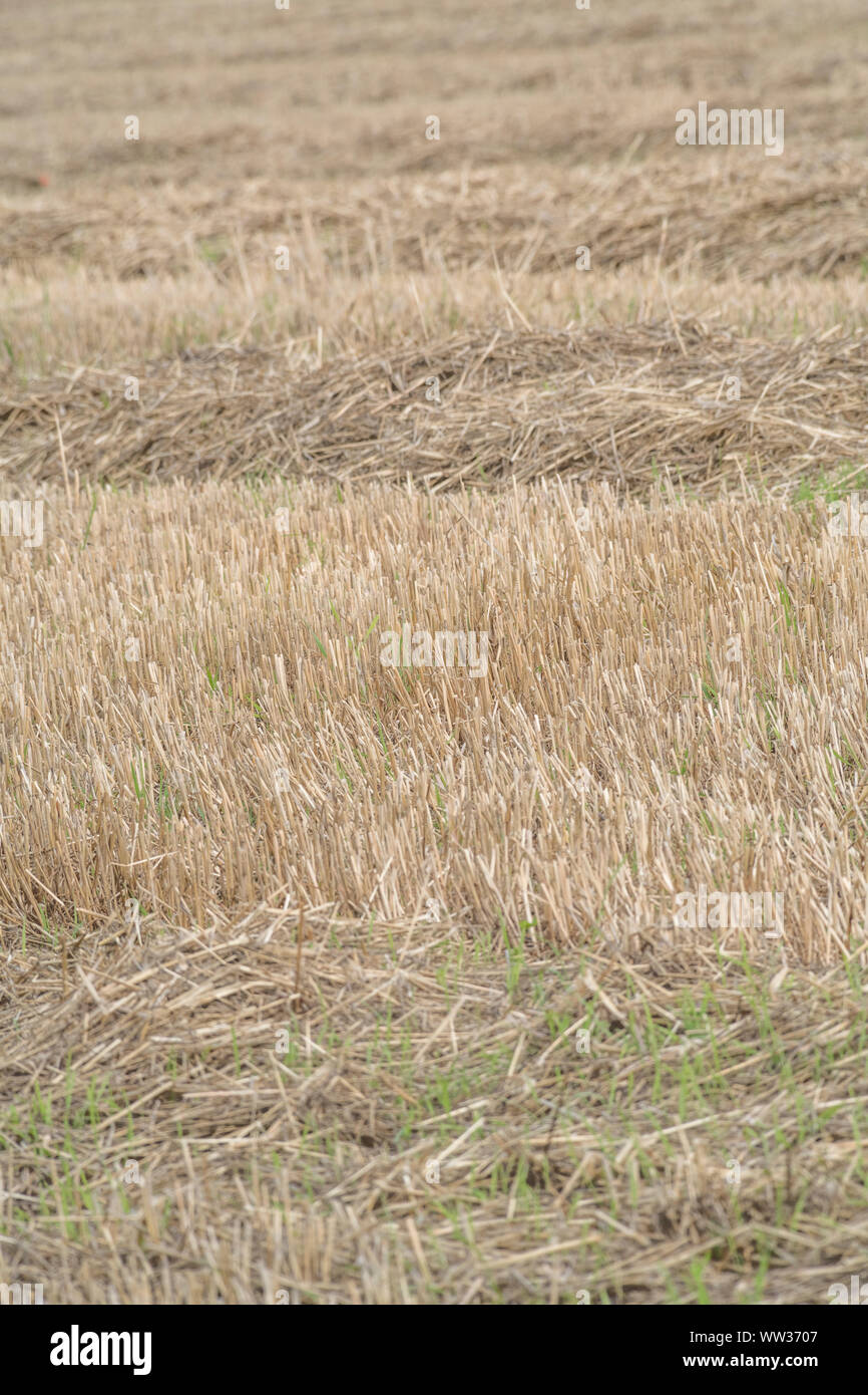 Herbst stoppeln Feld nach der geernteten Getreide (Hafer Stroh hier). Metapher Ernährungssicherheit/Anbau von Nahrungsmitteln, die britische Landwirtschaft, landwirtschaftliche Zyklus. Stockfoto