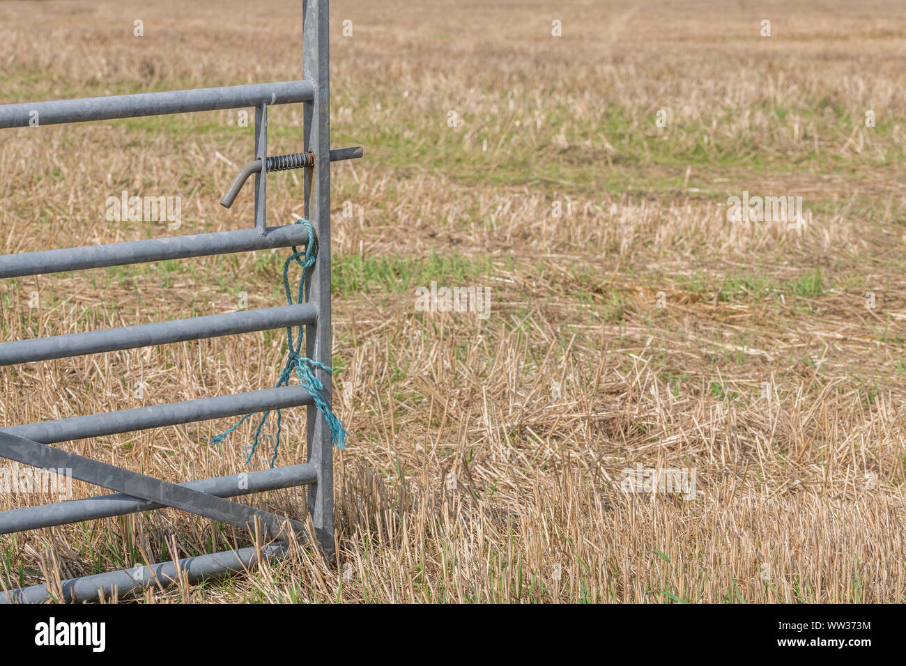 Herbst stoppeln Feld nach der geernteten Getreide (Hafer Stroh hier). Metapher Ernährungssicherheit/Anbau von Nahrungsmitteln, die britische Landwirtschaft, landwirtschaftliche Zyklus. Stockfoto