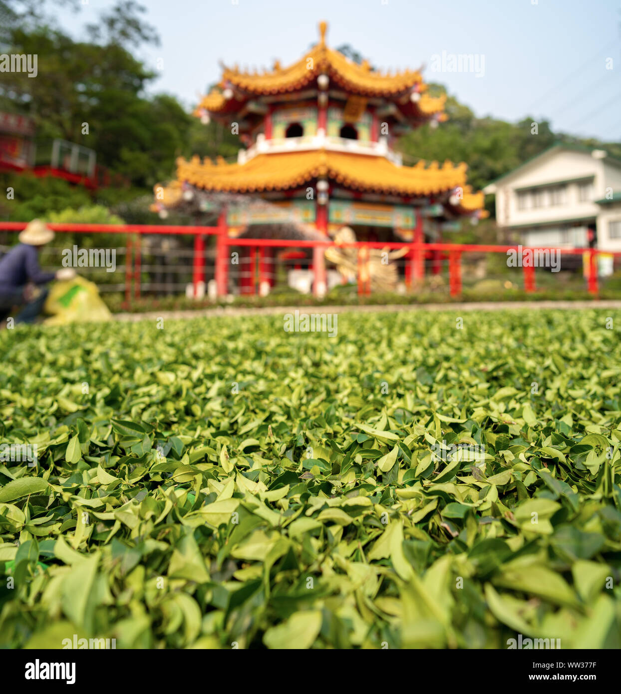 Taipei, Taiwan: frischen Tee Blätter verteilte sich auf dem Boden vor einem chinesischen Tempel in der Sonne zu trocknen. Traditionelle Tee Stockfoto