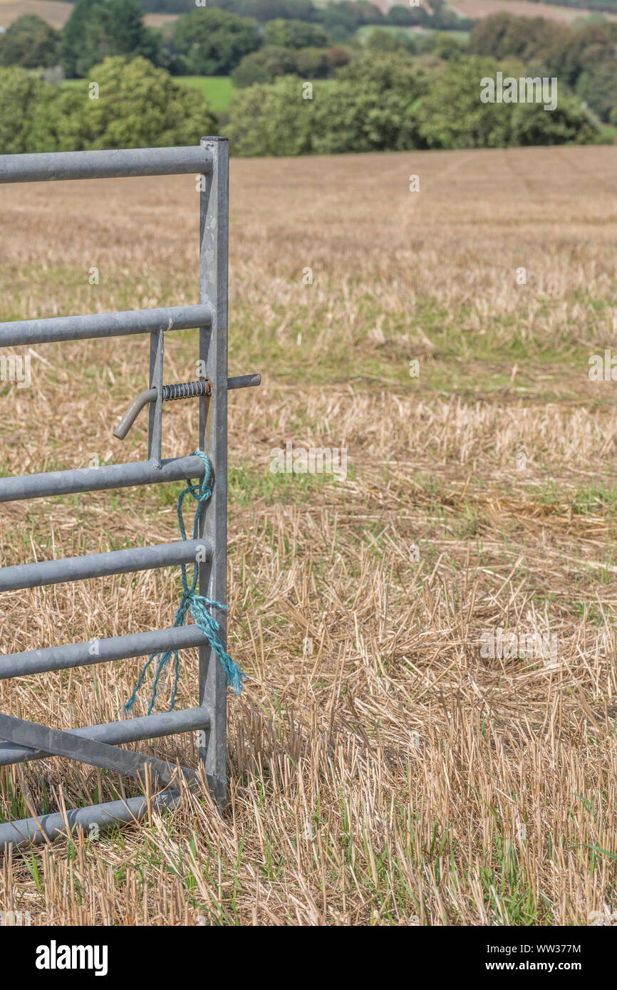 Herbst stoppeln Feld nach der geernteten Getreide (Hafer Stroh hier). Metapher Ernährungssicherheit/Anbau von Nahrungsmitteln, die britische Landwirtschaft, landwirtschaftliche Zyklus. Stockfoto