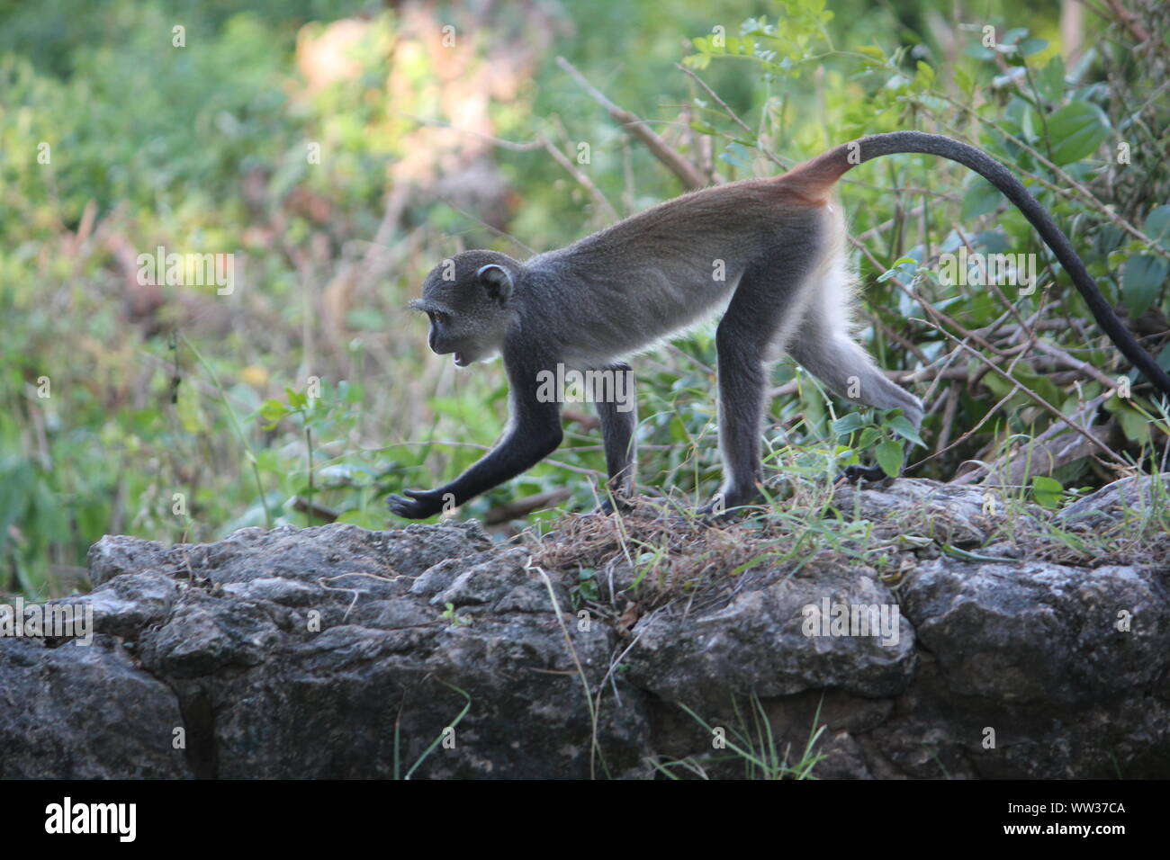 Unreife Blue Monkey (Cercopithecus albogularis) am Diani Beach, Kenia Stockfoto