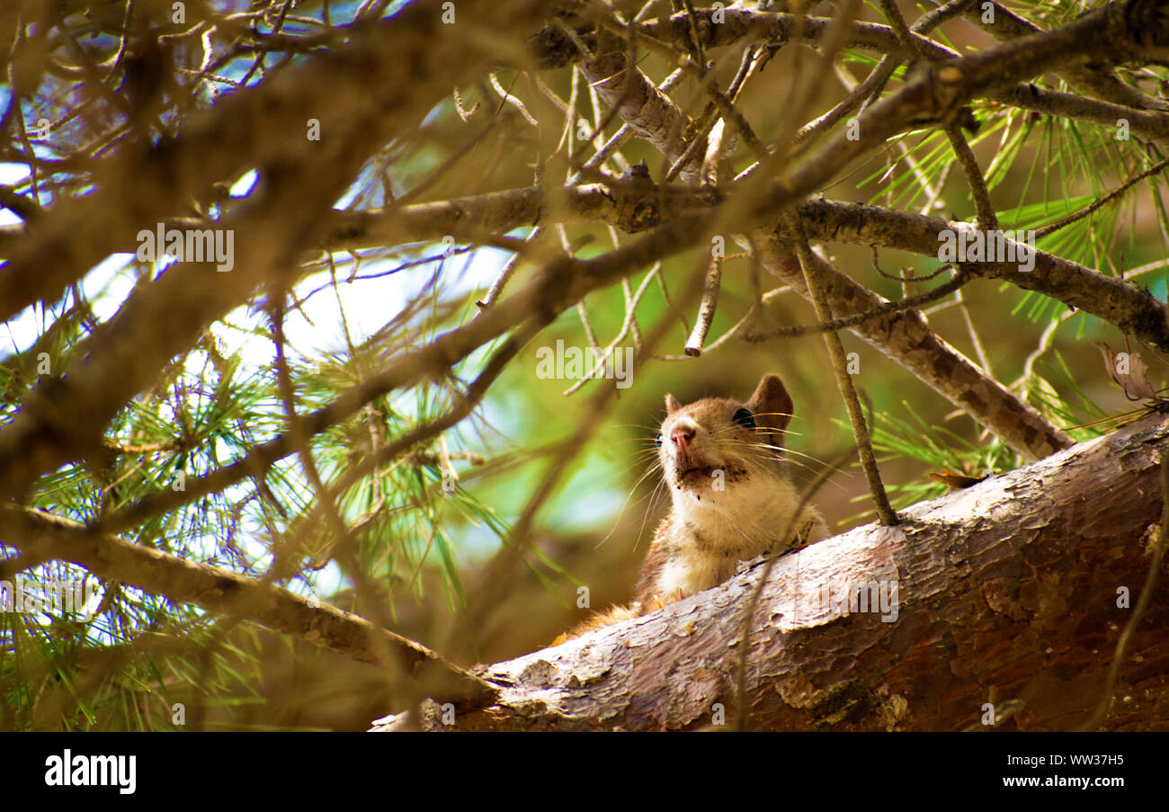 Eichhörnchen wissenschaftlich bekannt als Sciurus vulgaris in einem Kiefer. Wilde rote Eichhörnchen, ein Nagetier am oberen Baum in die Kamera schaut. Spanien, 2019. Stockfoto