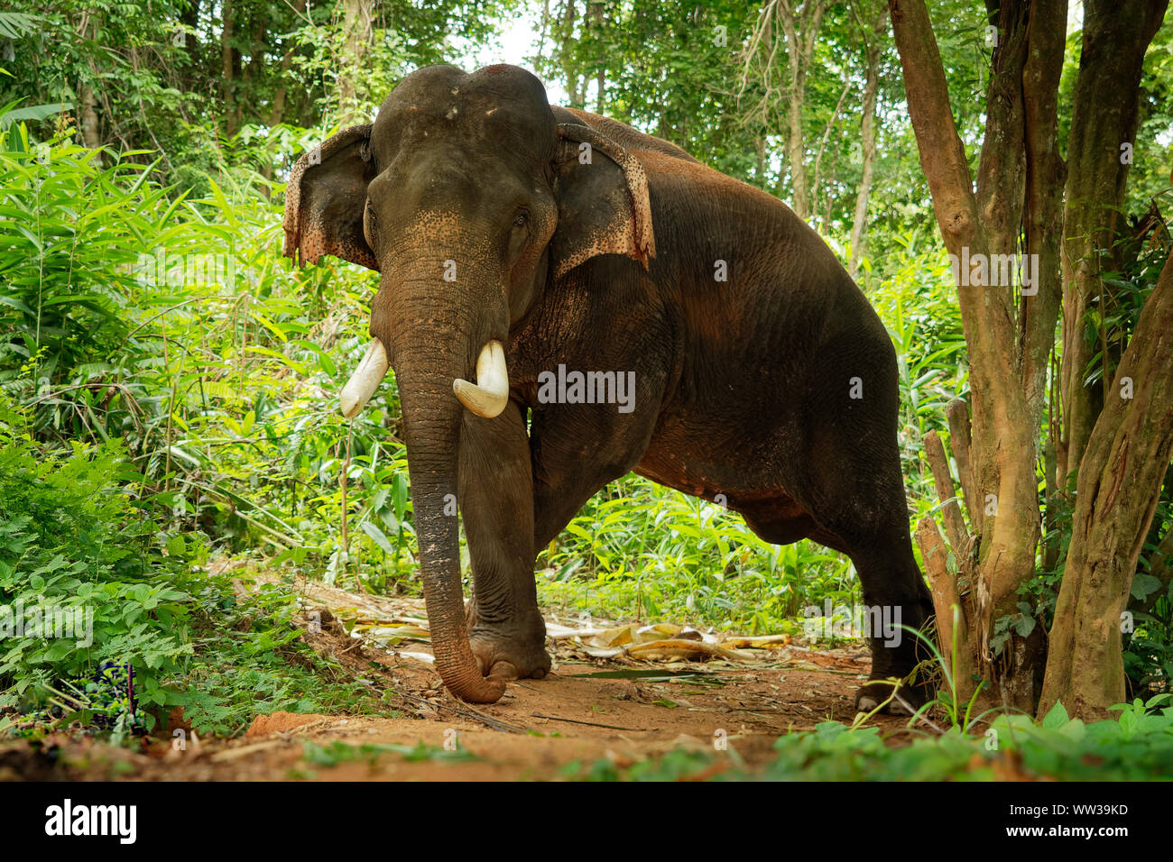 Asiatischer Elefant - Elephas maximus im thailändischen Dschungel, auch Asiatische Elefanten, nur lebende Arten des Elephas, aus Indien verteilt, Nepa Stockfoto