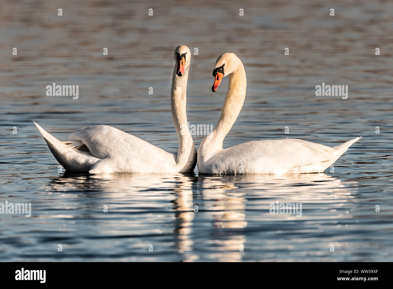 Valentine Höckerschwäne Stockfoto