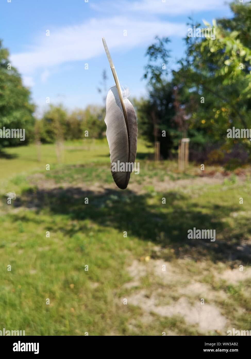 Frei fallender Vogelfeder Stockfoto