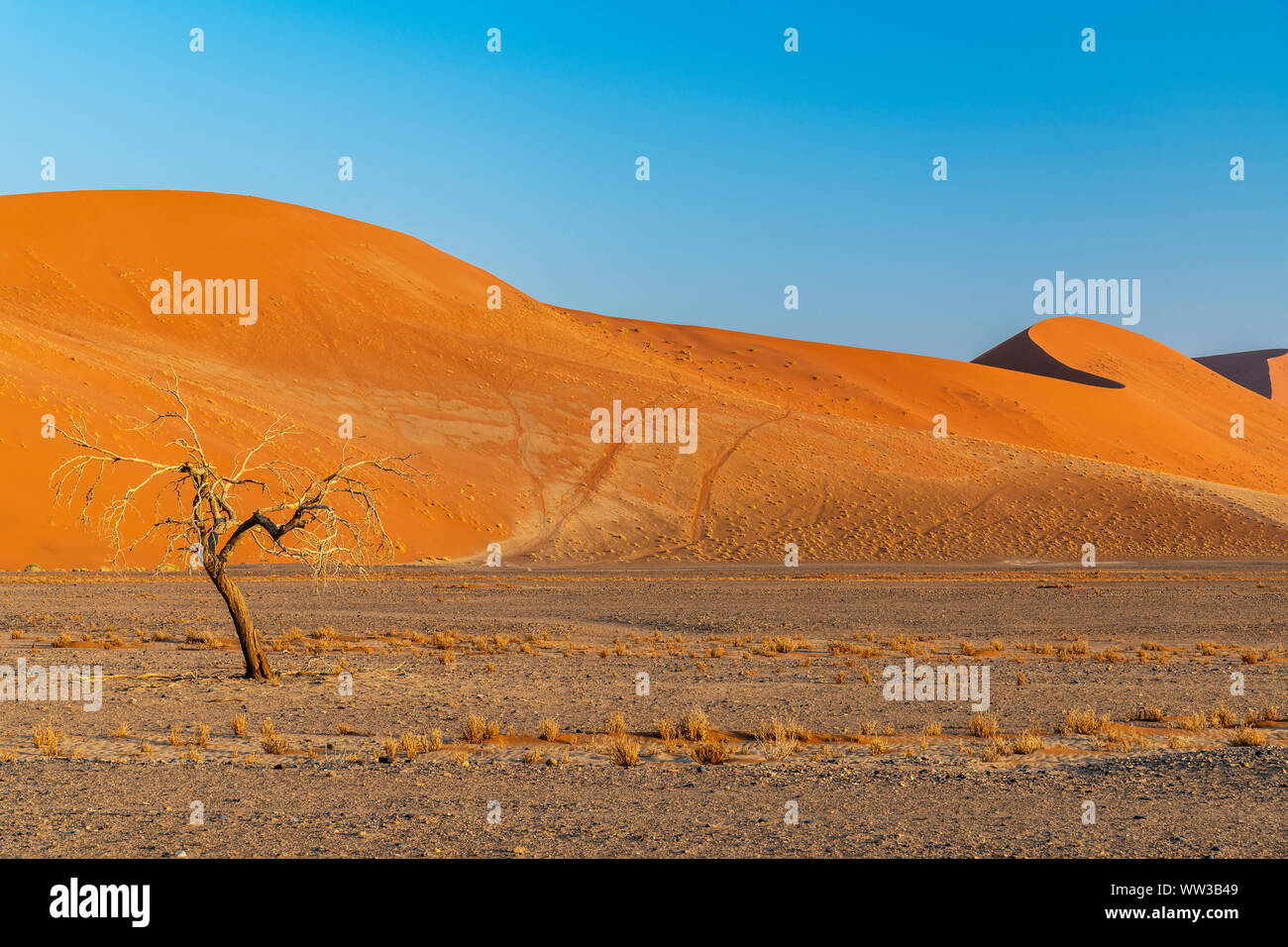 Sanddünen von Sossusvlei, Namib-Naukluft-Nationalpark, Sesriem, Namibia Stockfoto