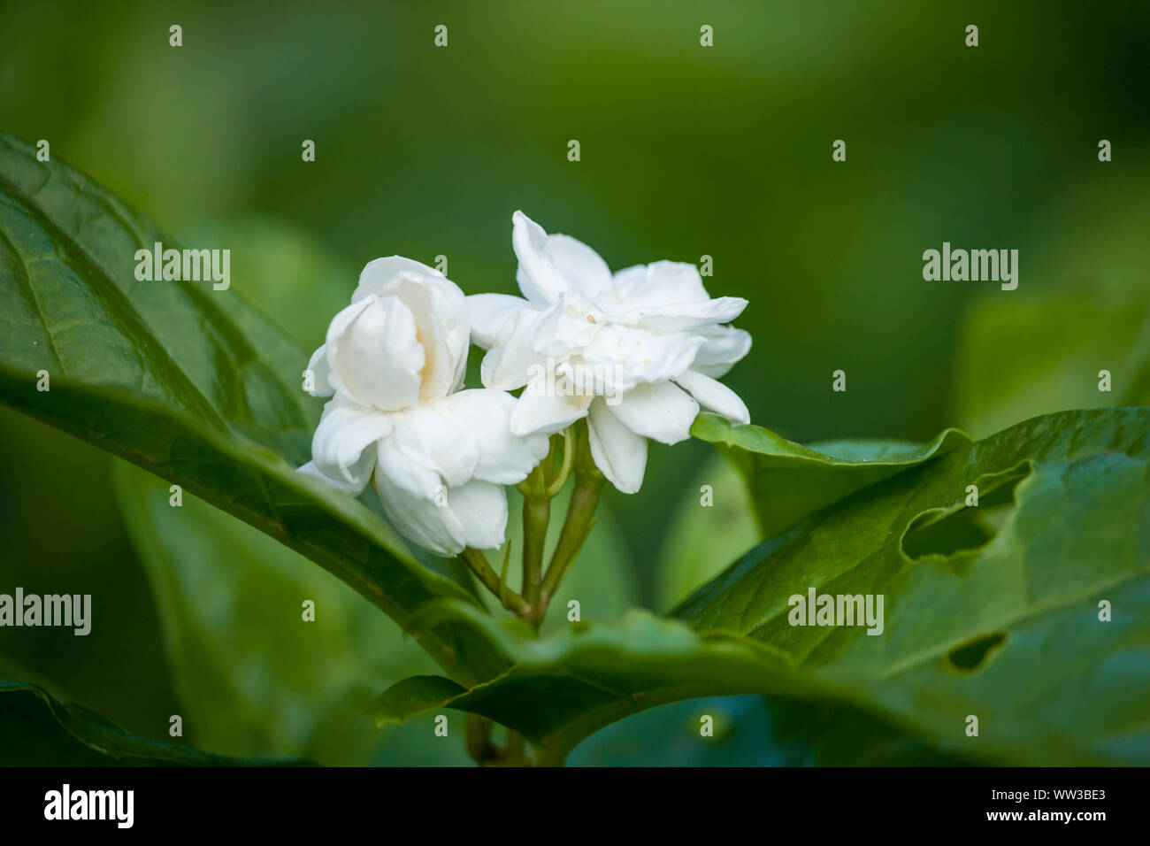 Jasmin Blume Stockfoto