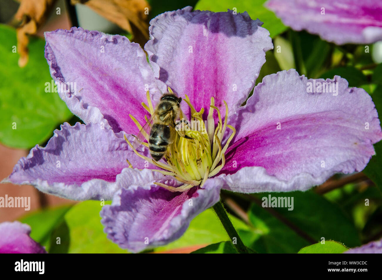 Ein Honey Bee Pollen sammeln Auf einem Clematis blühen Stockfoto