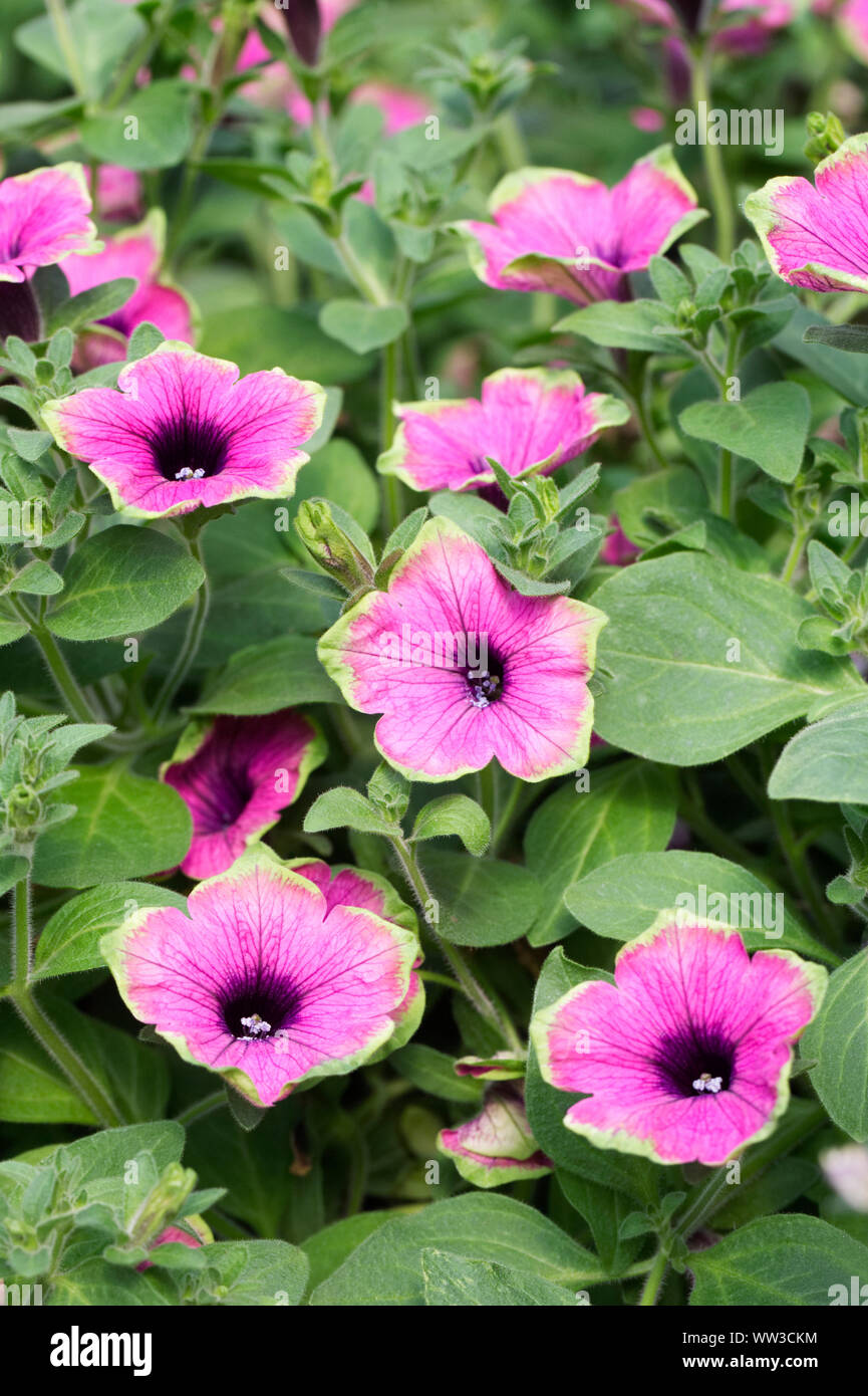 Petunia Designer buzz lila Blüten. Stockfoto