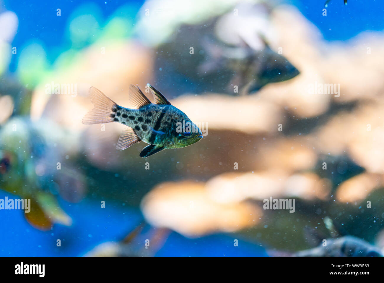 Sphaeramia orbicularis, orbiculate cardinalfish - Seefische Stockfoto