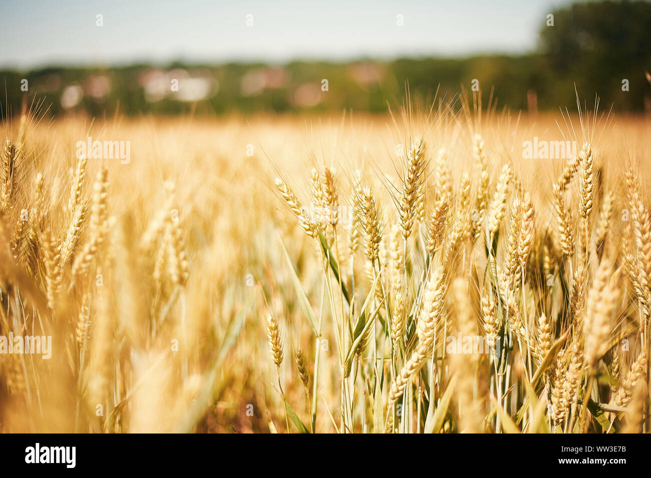 Goldene Weizen Feld in Provins, Frankreich Stockfoto