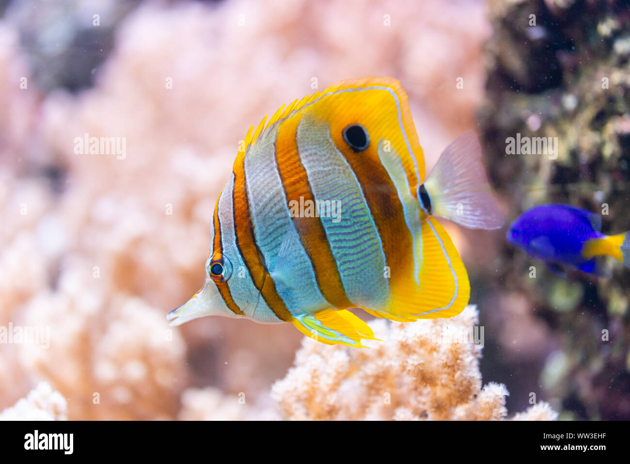 Chelmon Rostratus (Copperband Butterflyfish) - bunte Seefisch Stockfoto