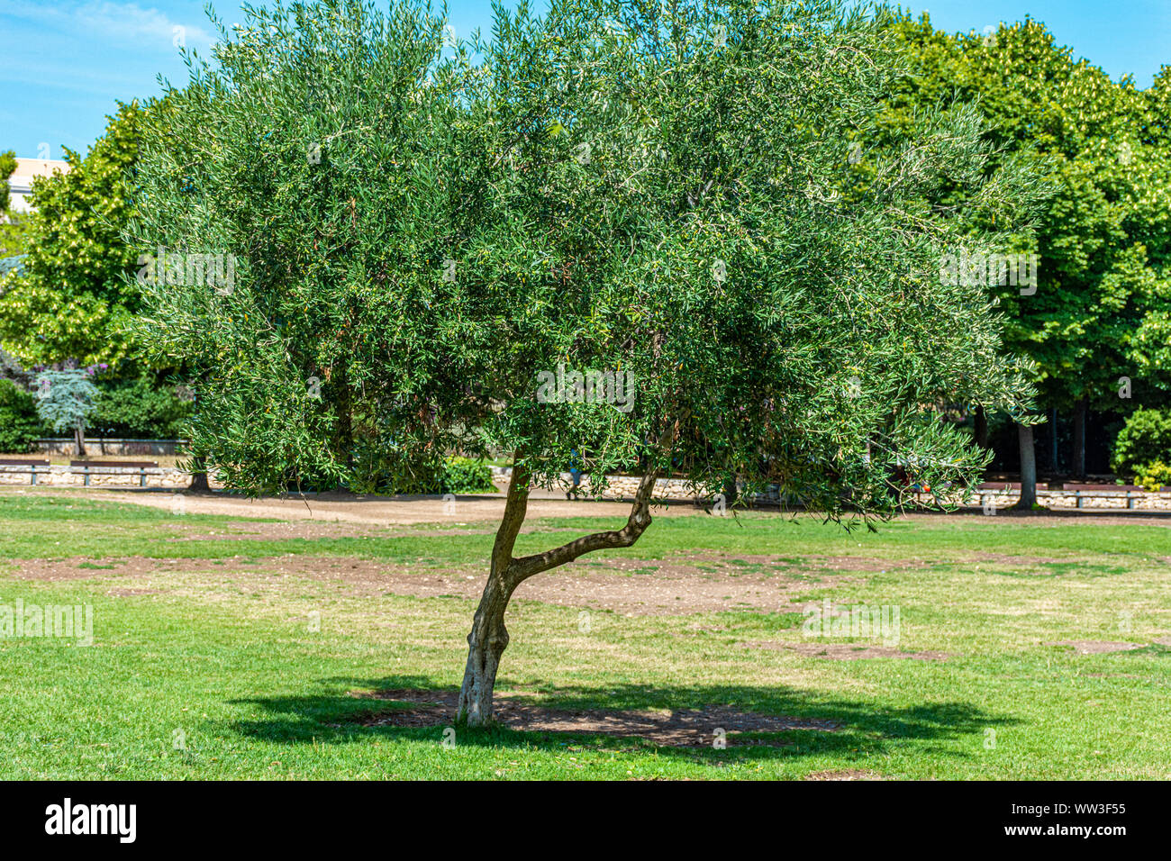 Italien, Bari, Blick auf einen Olivenbaum in einem öffentlichen Park Stockfoto