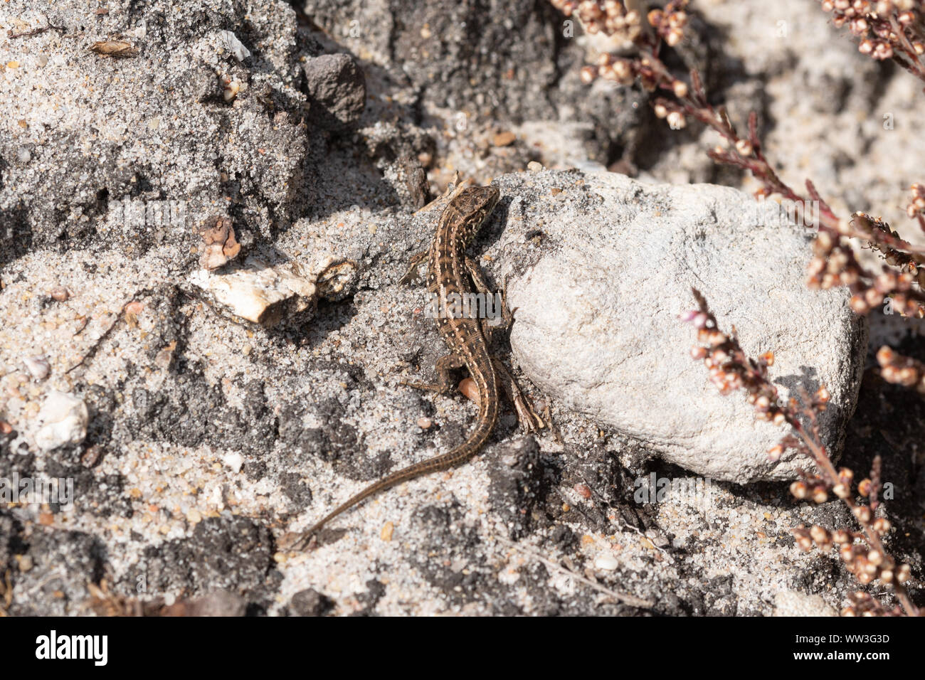 Juvenile Zauneidechse (Lacerta agilis), ein hatchling" Tier auf einer Sandbank, Surrey, Heide, Deutschland Stockfoto
