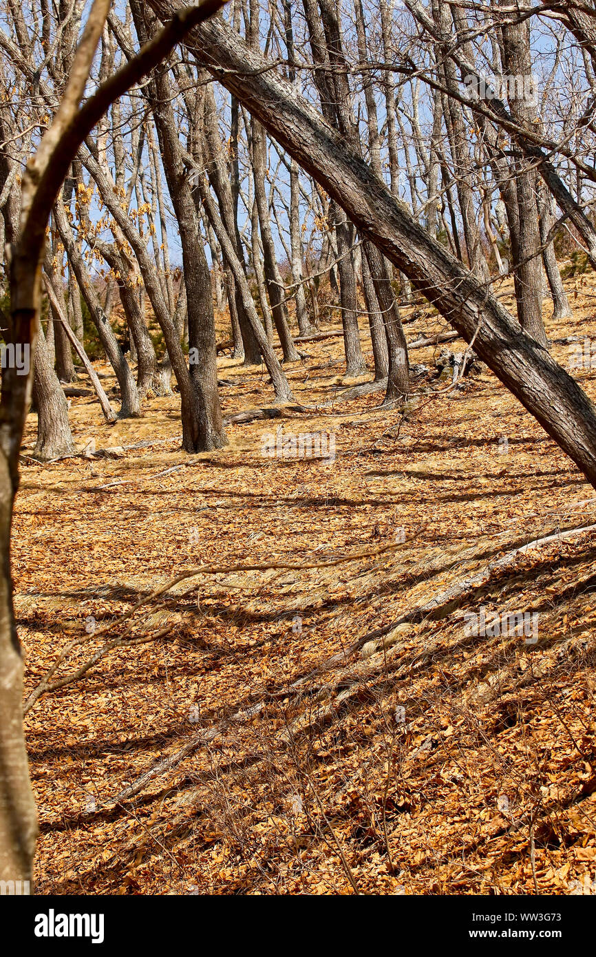 Petrova Cordon. Lazovsky Nature Reserve, sikhote-alin Mountain Range. Primorski Krai. Russland, Asien Stockfoto