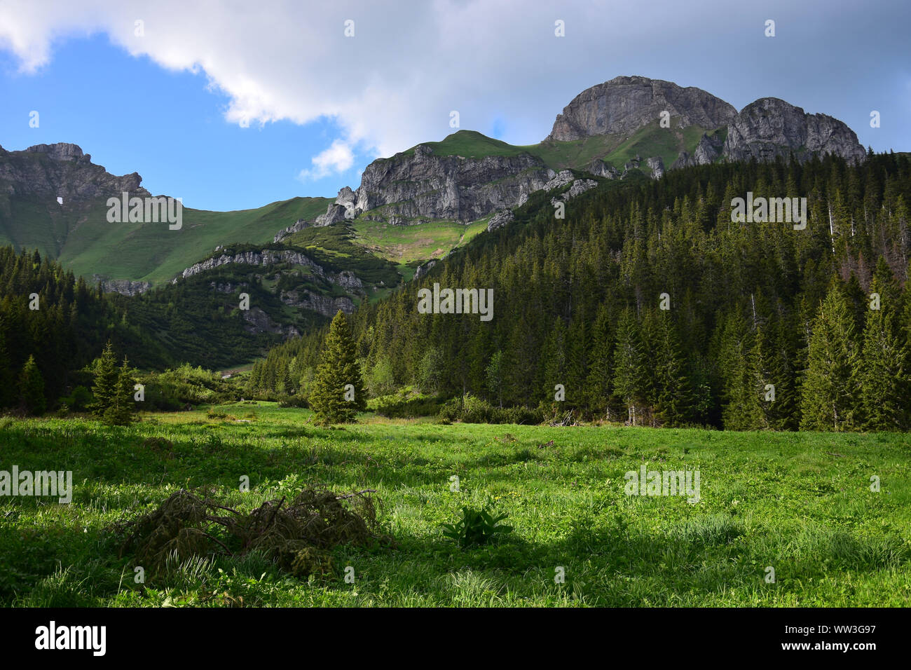 Die schöne Landschaft in der Belaer Tatra mit einer Wiese, Wald und Berge. Die Slowakei. Stockfoto