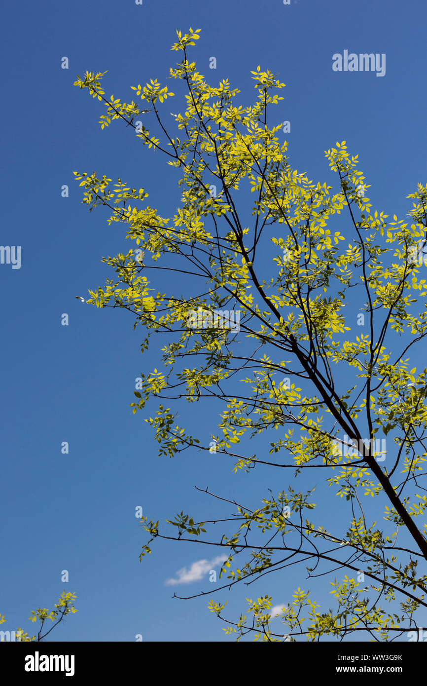 Aufrüttender Frühlingsbaum mit blauem Himmel Stockfoto