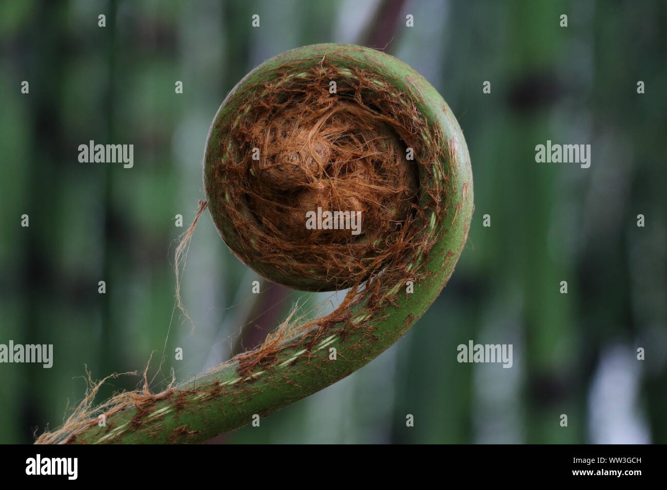 Eng zusammengerollt Farn, Edinburgh Botanical Gardens Stockfoto