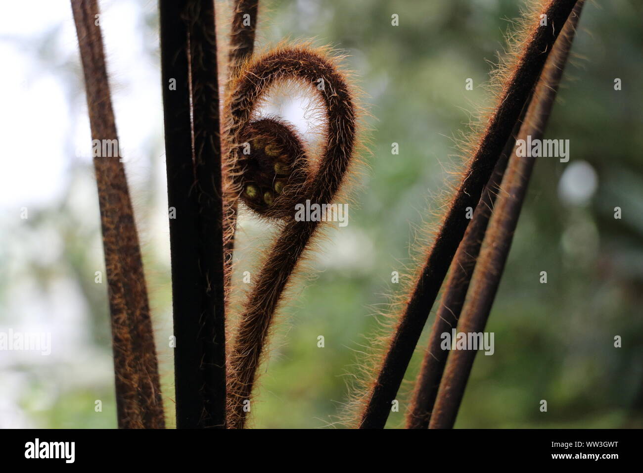 Eng zusammengerollt Farn, Edinburgh Botanical Gardens Stockfoto