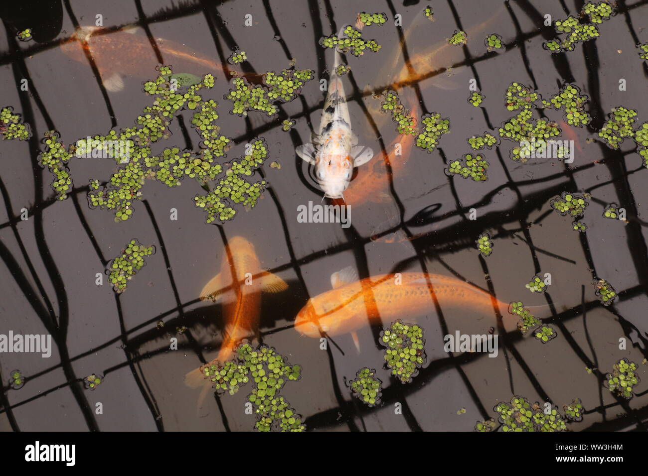 Goldfische im Teich, Edinburgh Botanical Gardens Stockfoto